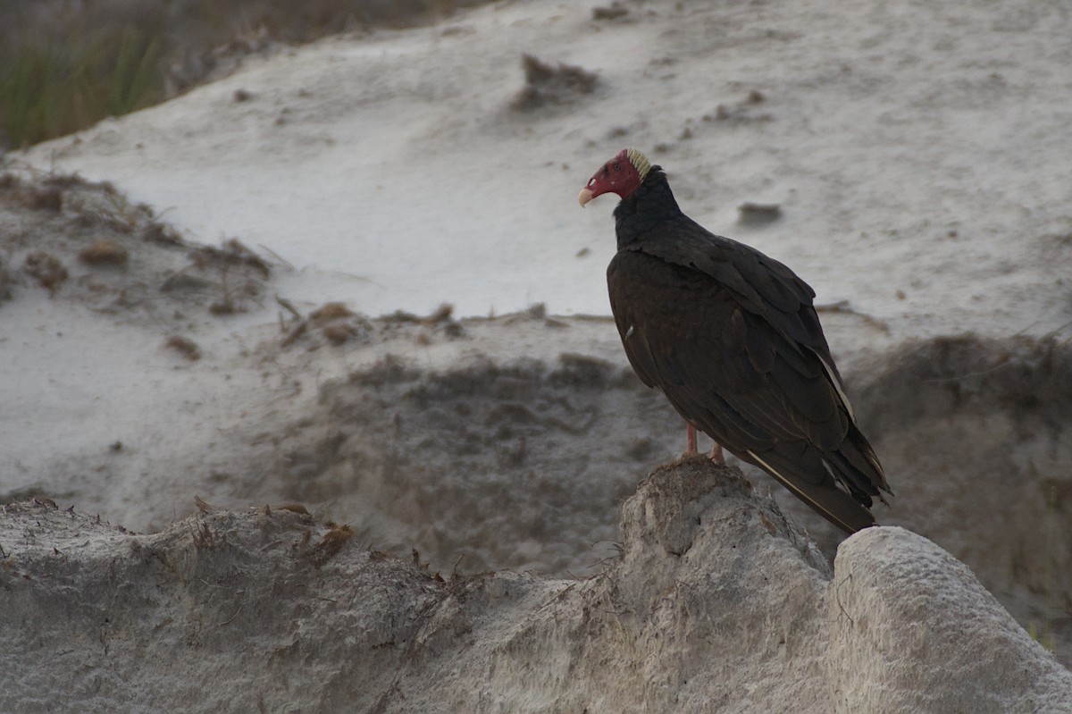 Turkey Vulture - Ashwani Sharma