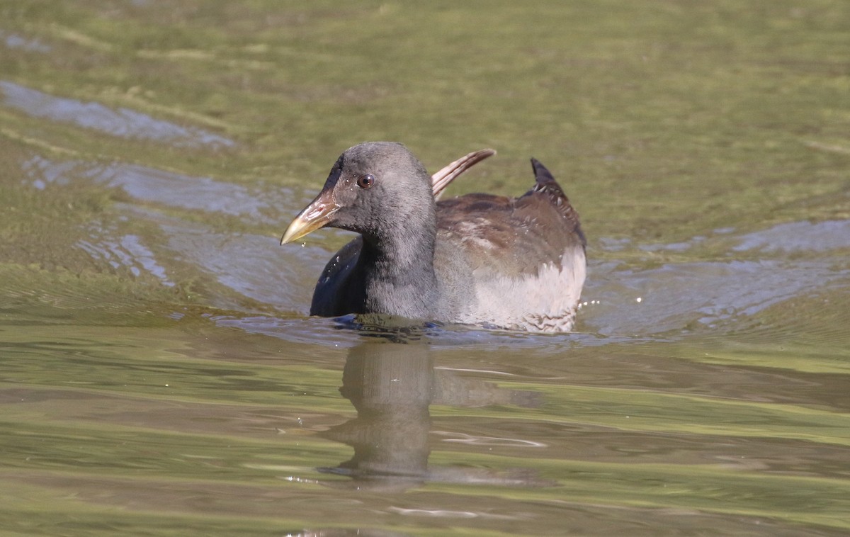 Dusky Moorhen - ML609072279