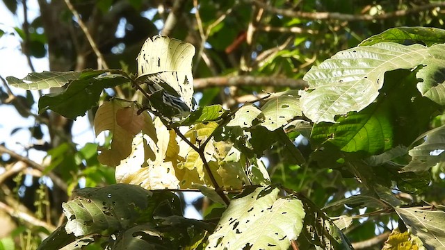 Paruline azurée - ML609072493