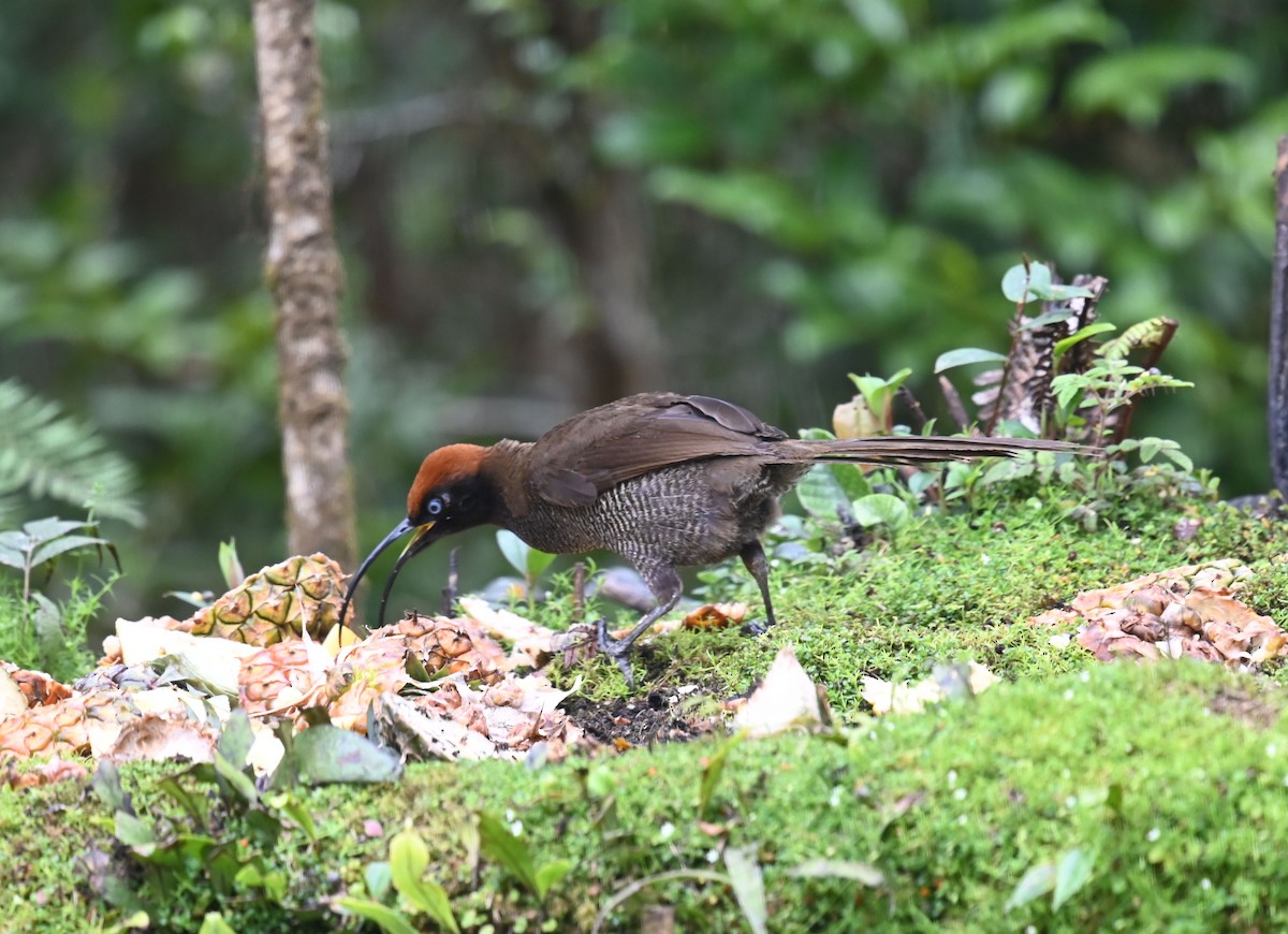 Brown Sicklebill - Carol Thompson