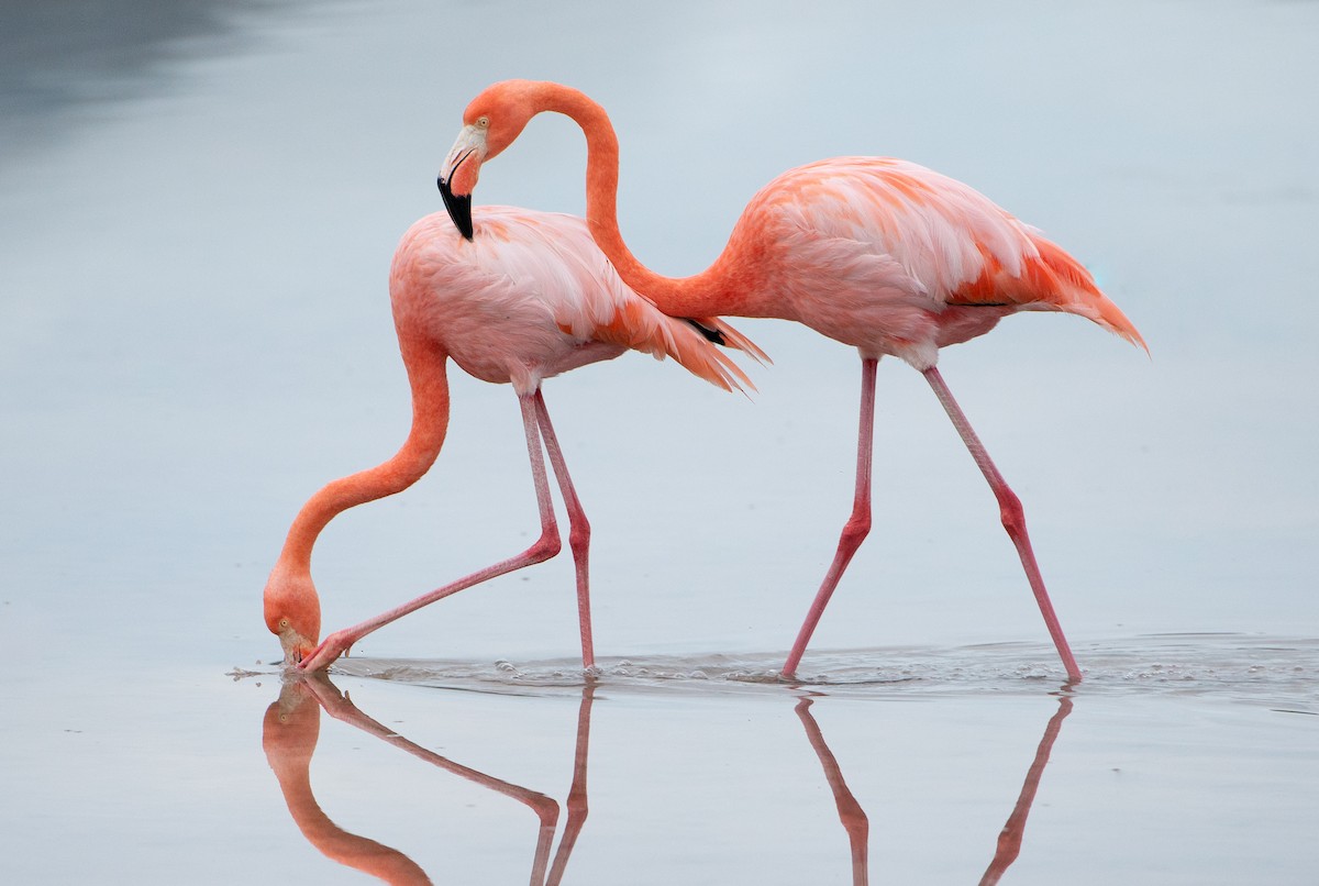 Amerika Flamingosu - ML609072534