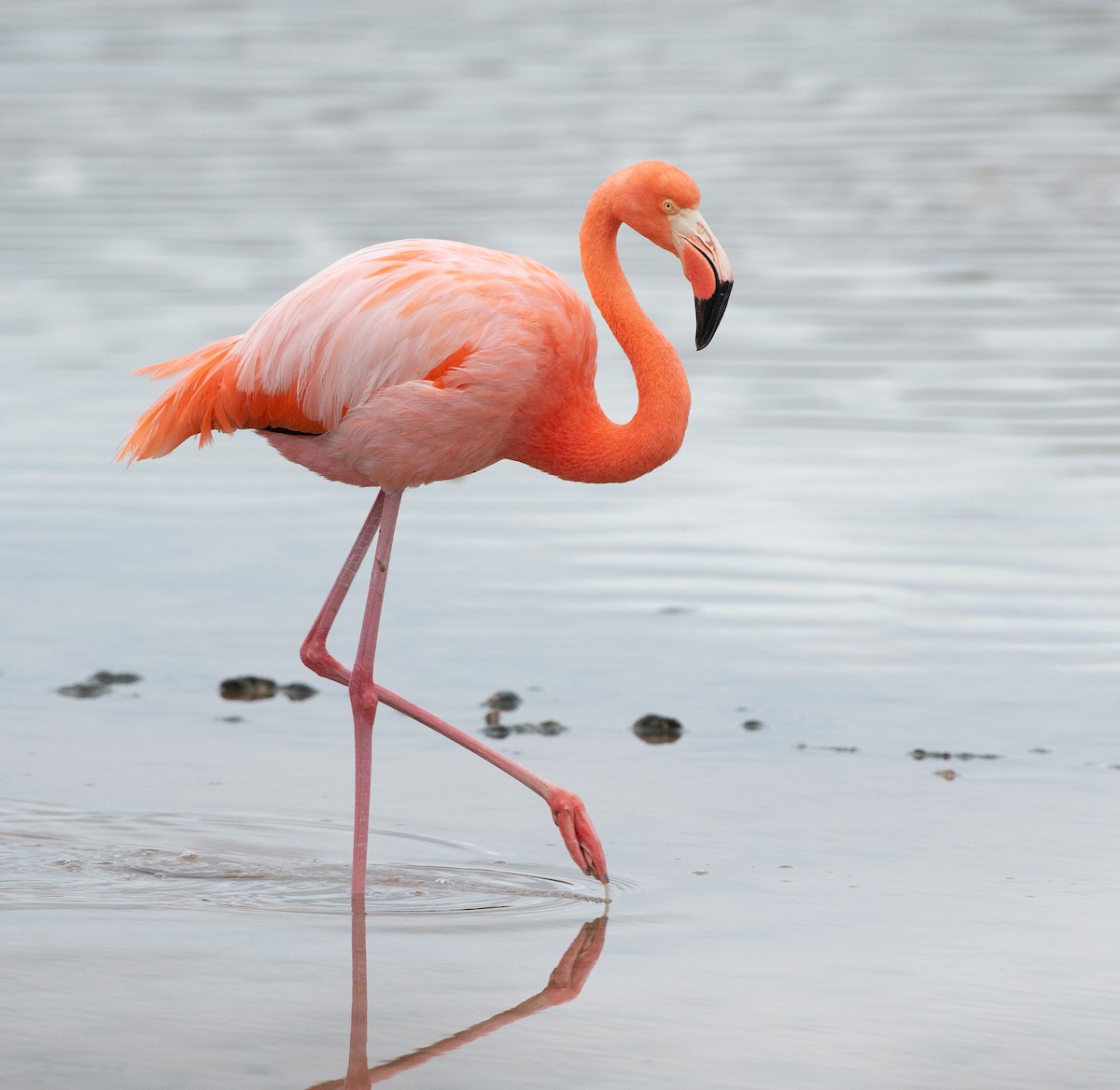 American Flamingo - ML609072538