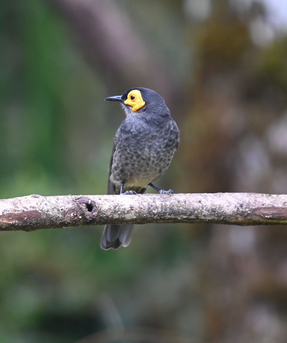 Smoky Honeyeater - ML609072556