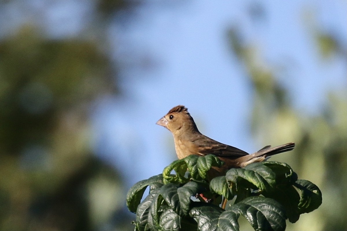 Blue Grosbeak - ML609072607