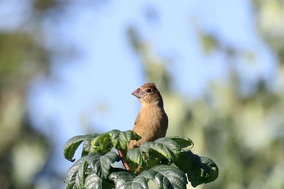 Blue Grosbeak - ML609072608