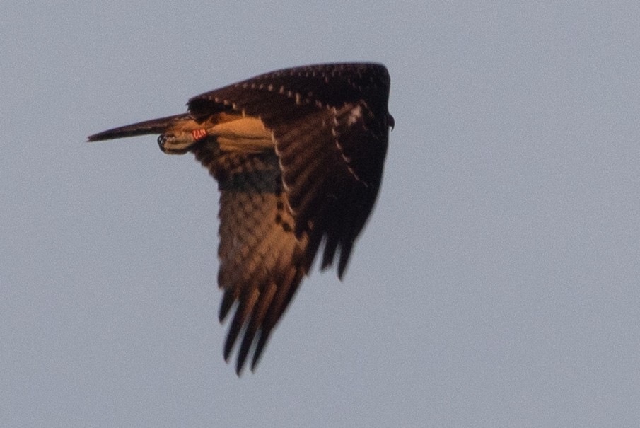 Osprey - Philipp Boersch-Supan