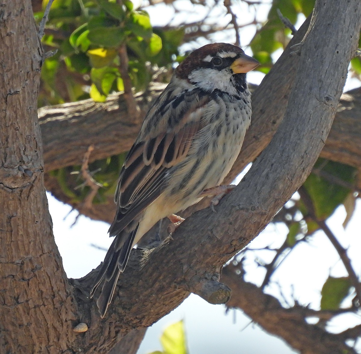 Spanish Sparrow - ML609072699