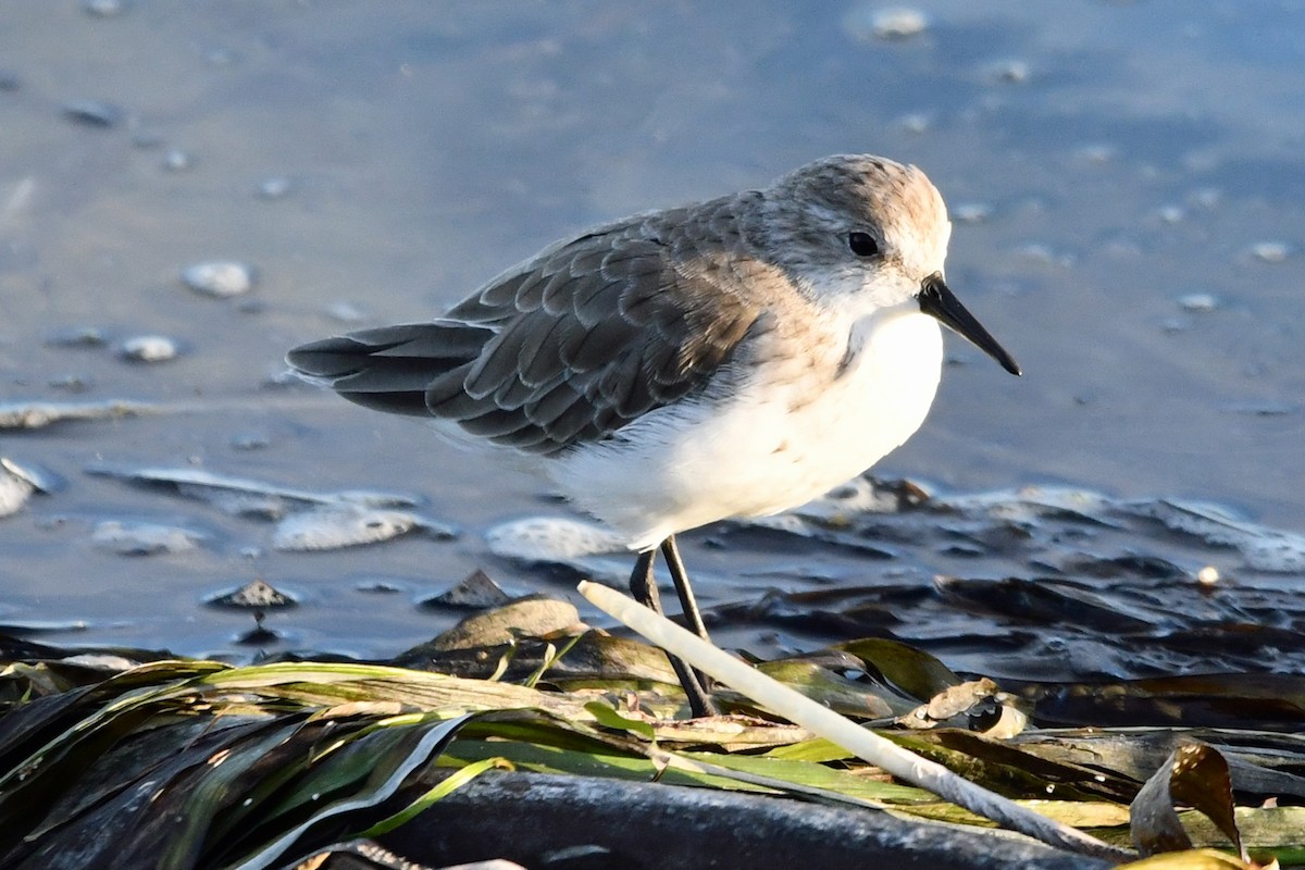 Western Sandpiper - Steve Hawes