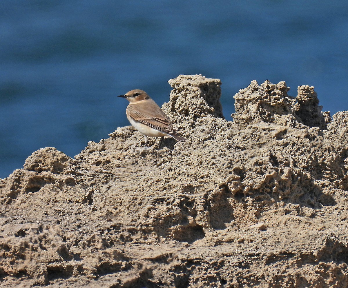 Northern Wheatear - ML609072740