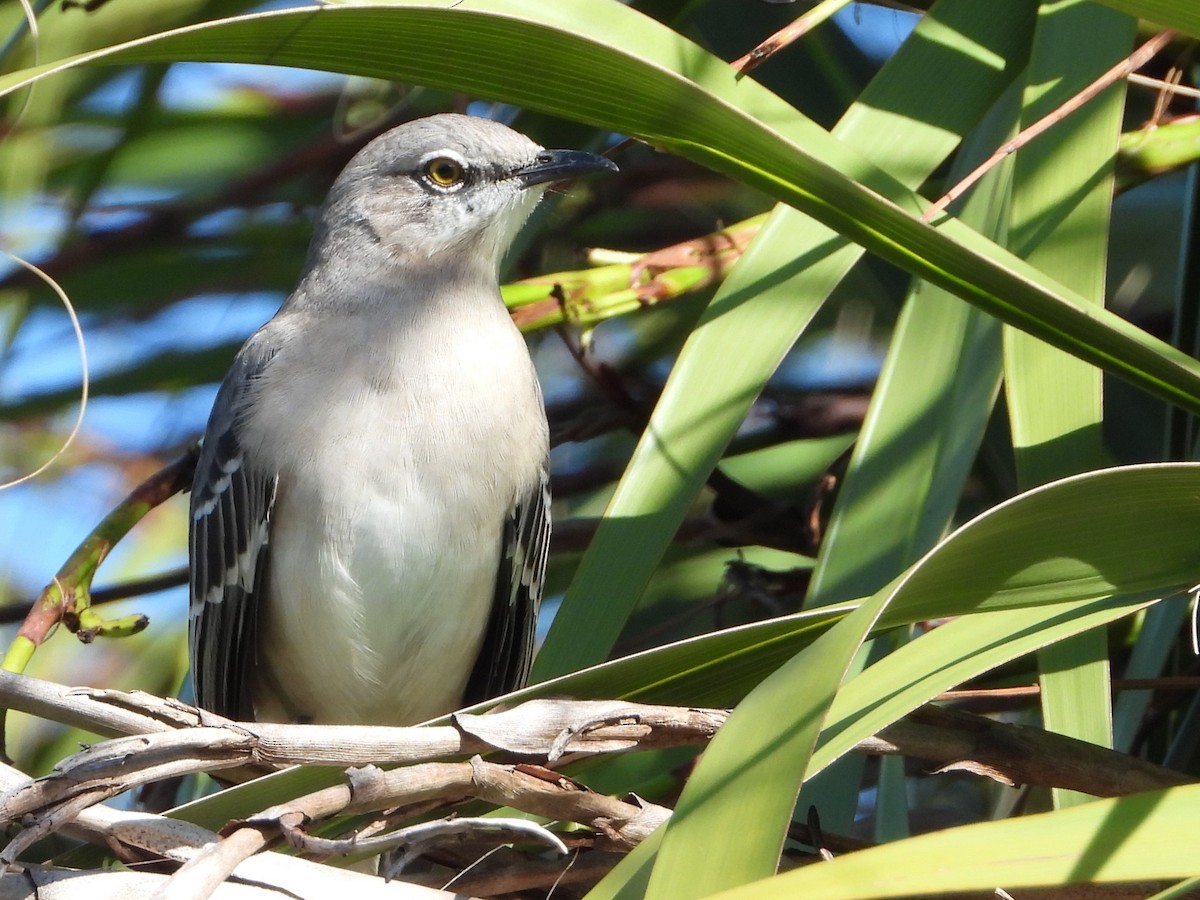 Northern Mockingbird - ML609072755