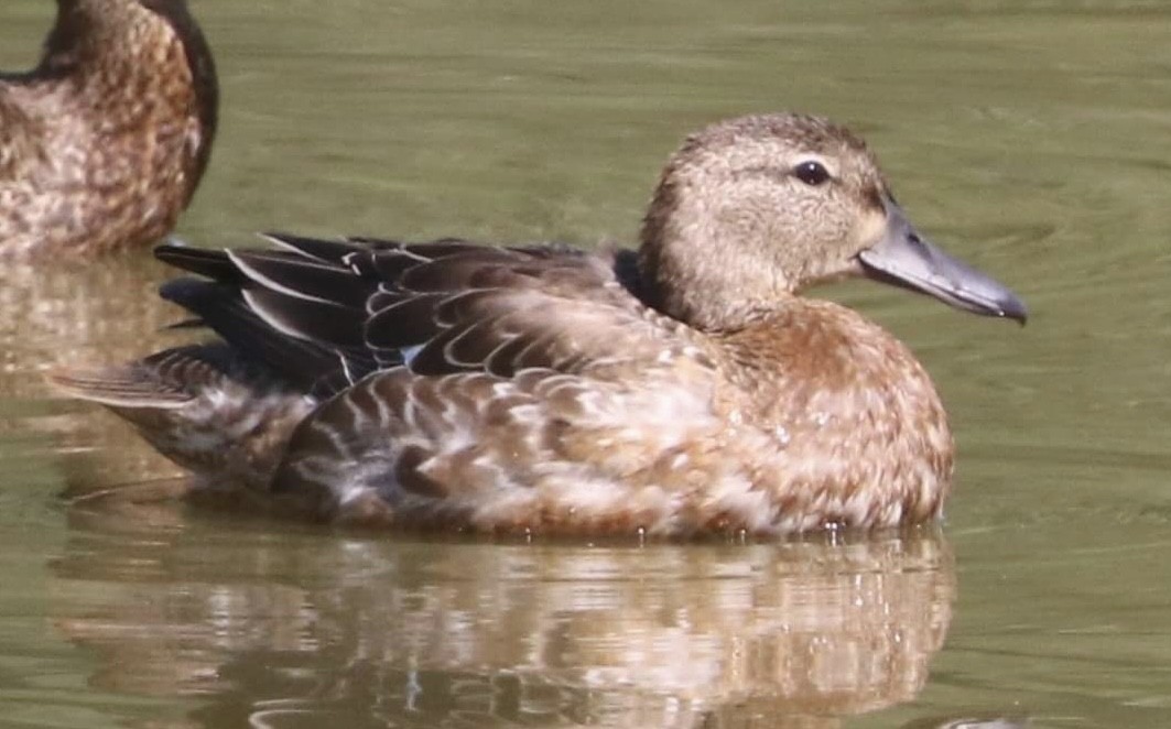 Blue-winged Teal - ML609072764