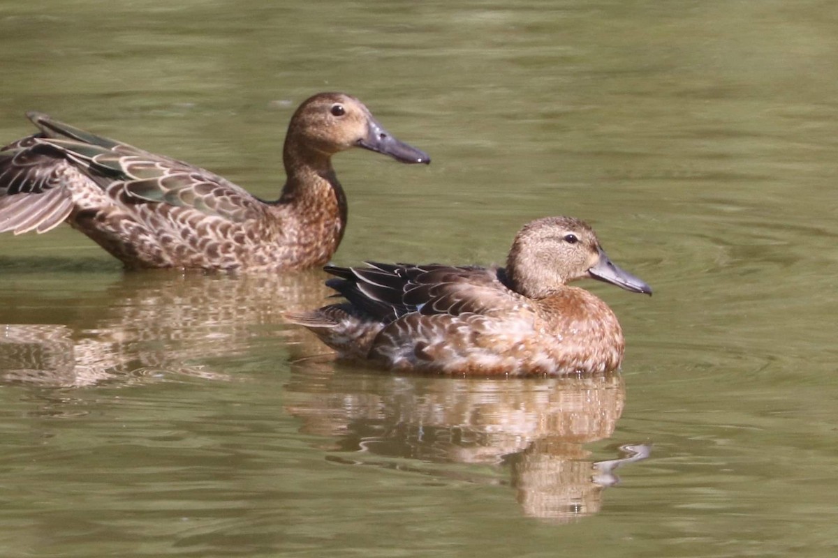 Cinnamon Teal - ML609072806