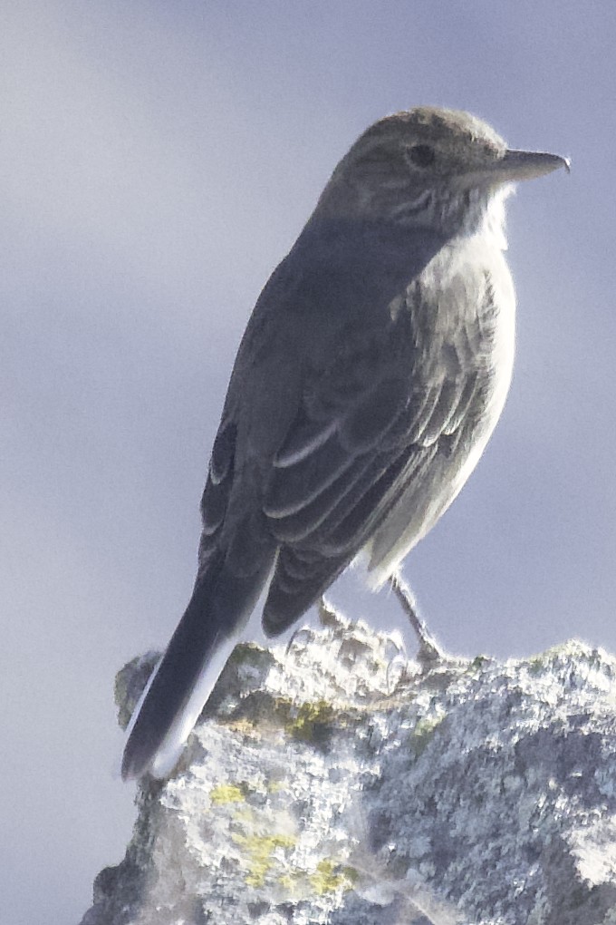 White-tailed Shrike-Tyrant - ML609072820