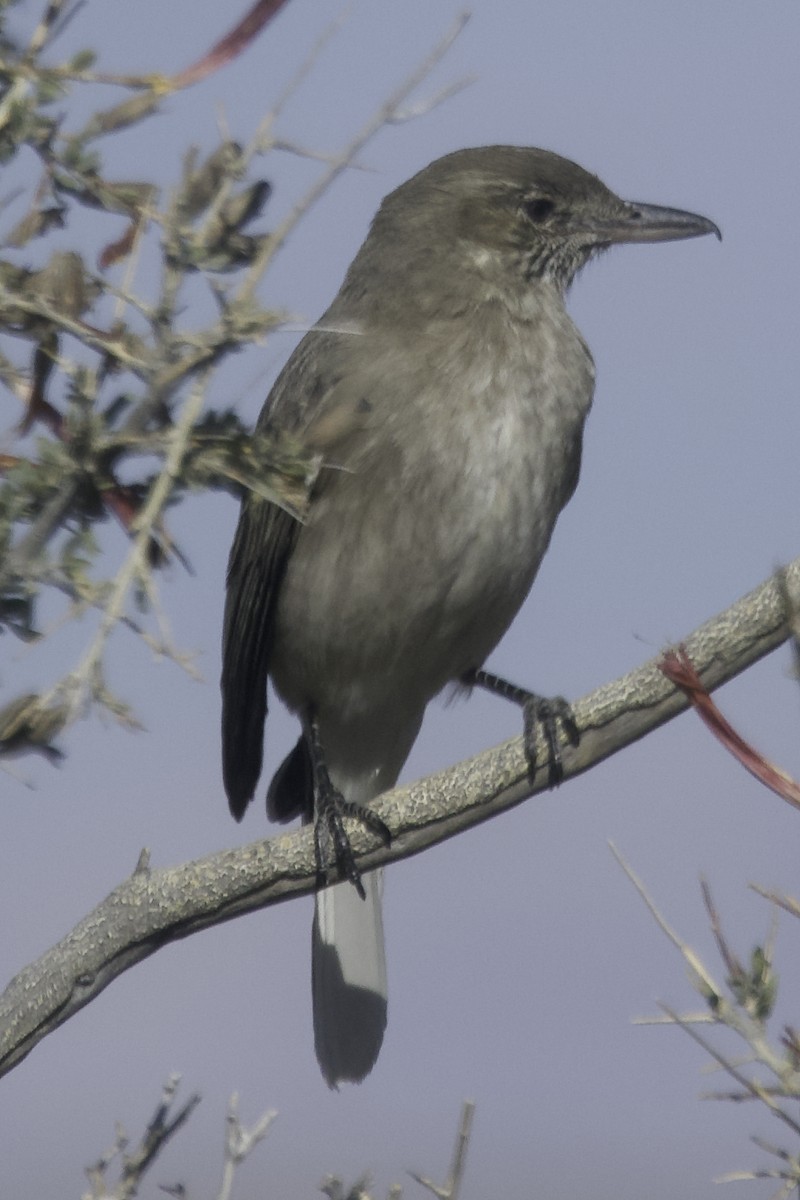 White-tailed Shrike-Tyrant - ML609072822