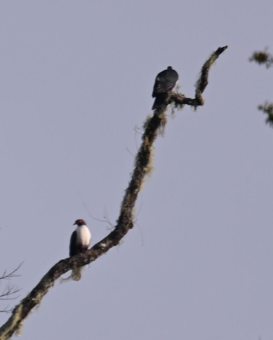 Papuan Mountain-Pigeon - ML609072859