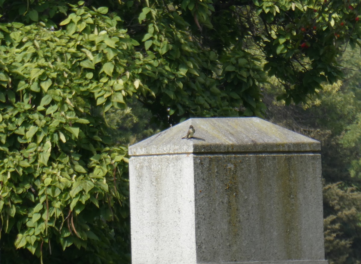 new world flycatcher sp. - ML609072895