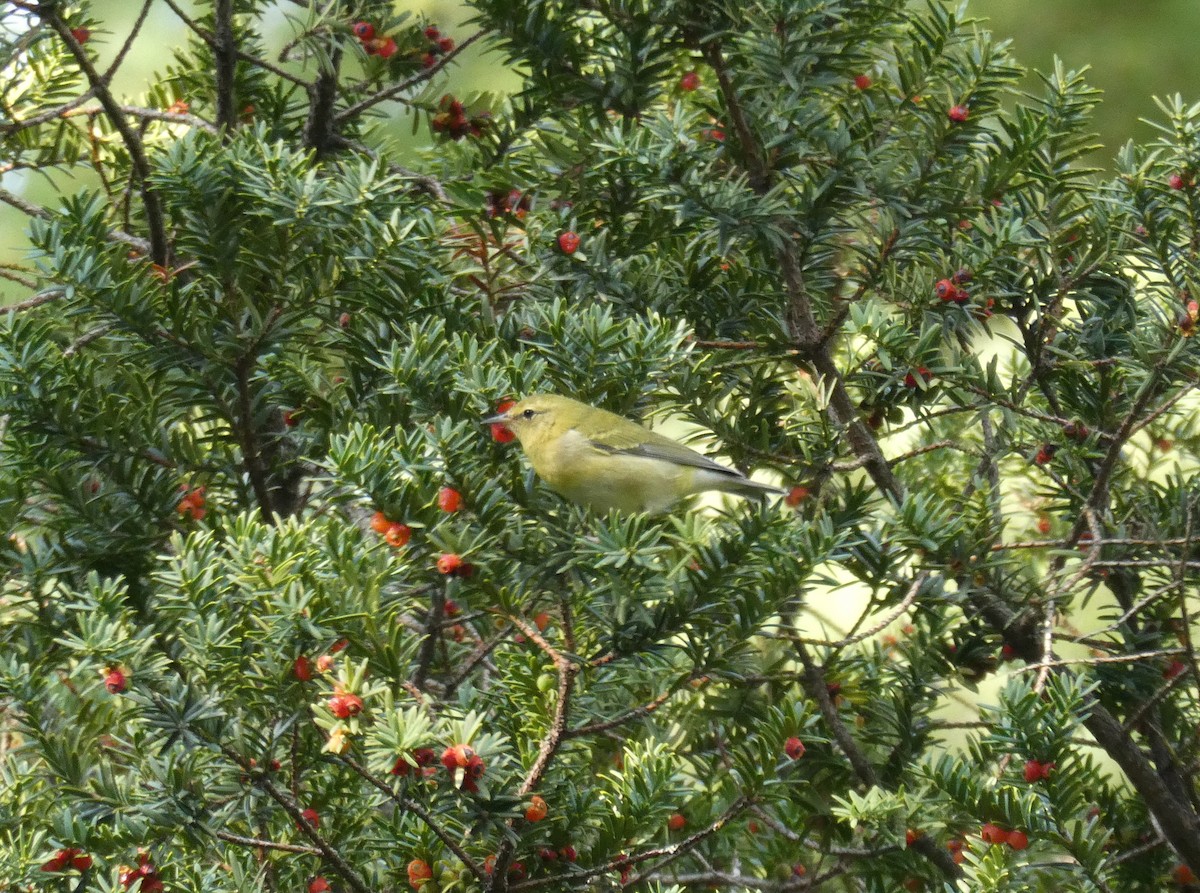 Tennessee Warbler - ML609072902