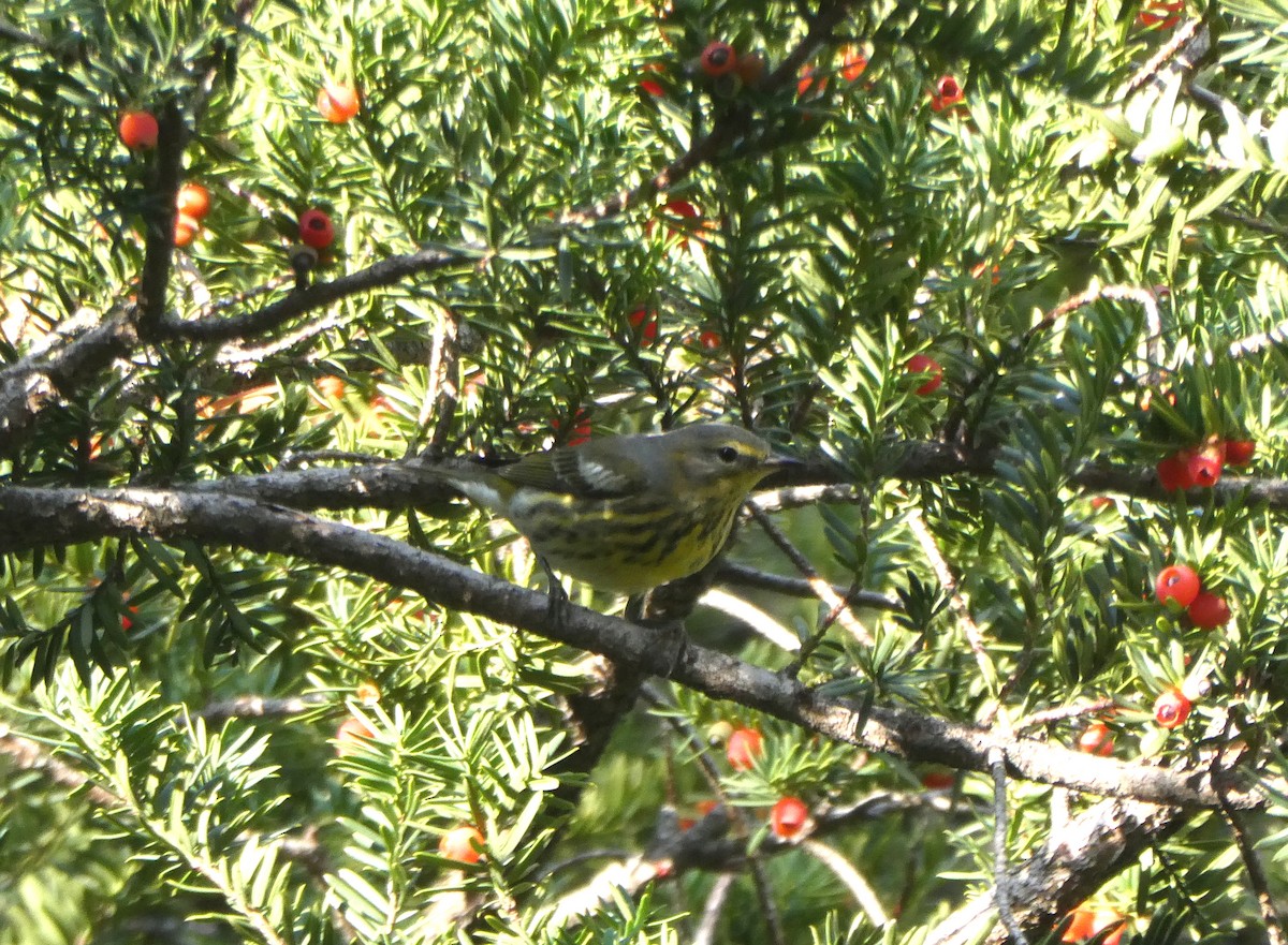 Cape May Warbler - ML609072913