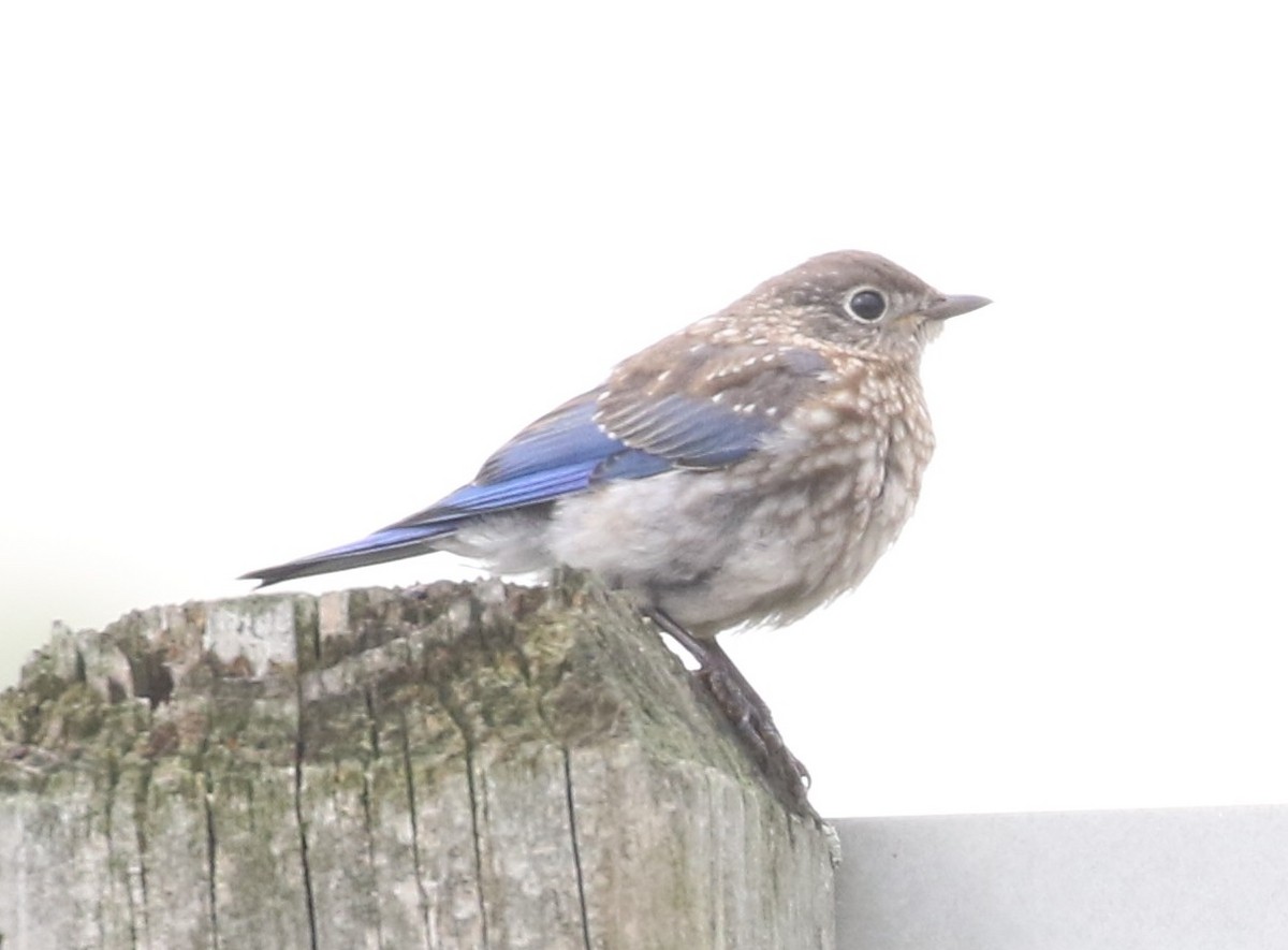 Eastern Bluebird - ML609072969