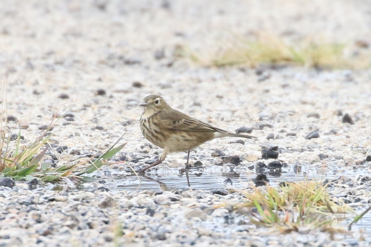 American Pipit - ML609072982