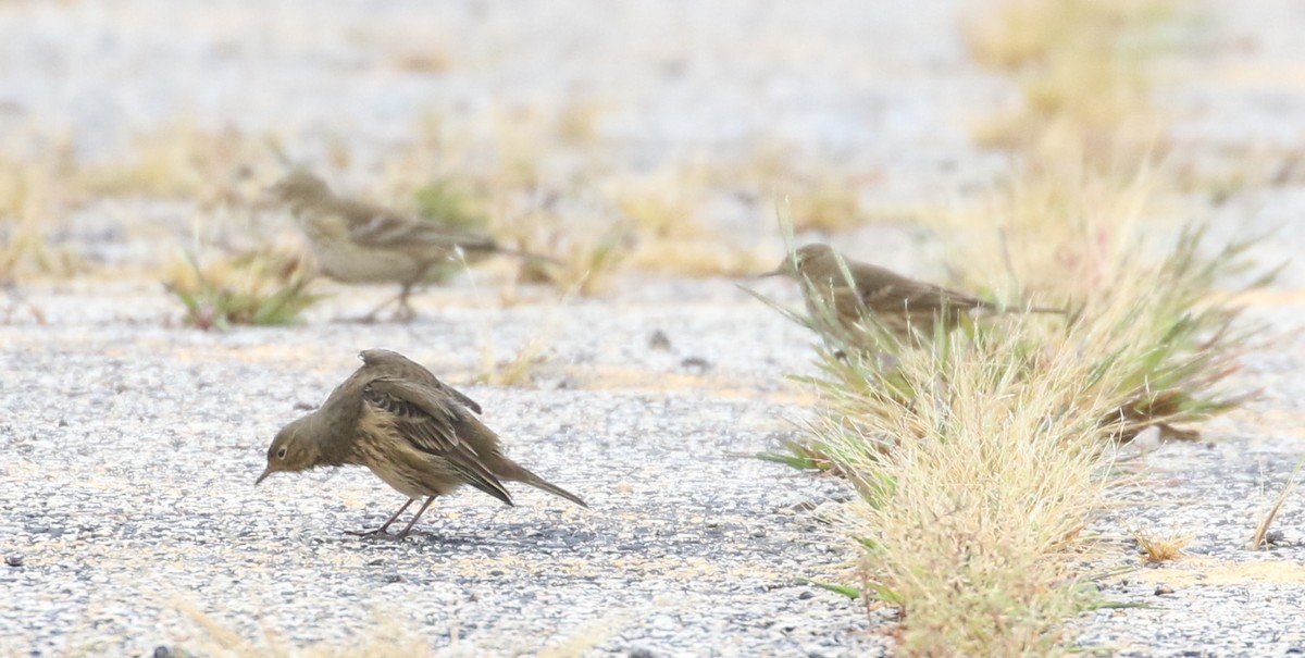 American Pipit - ML609072994