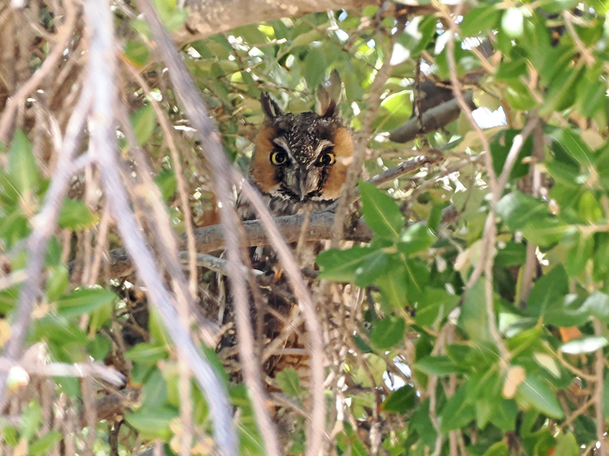 Long-eared Owl - ML609073000