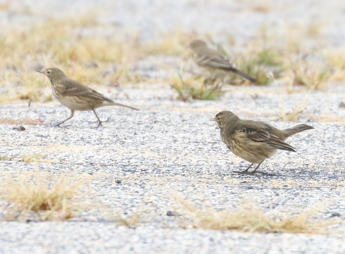 American Pipit - ML609073005