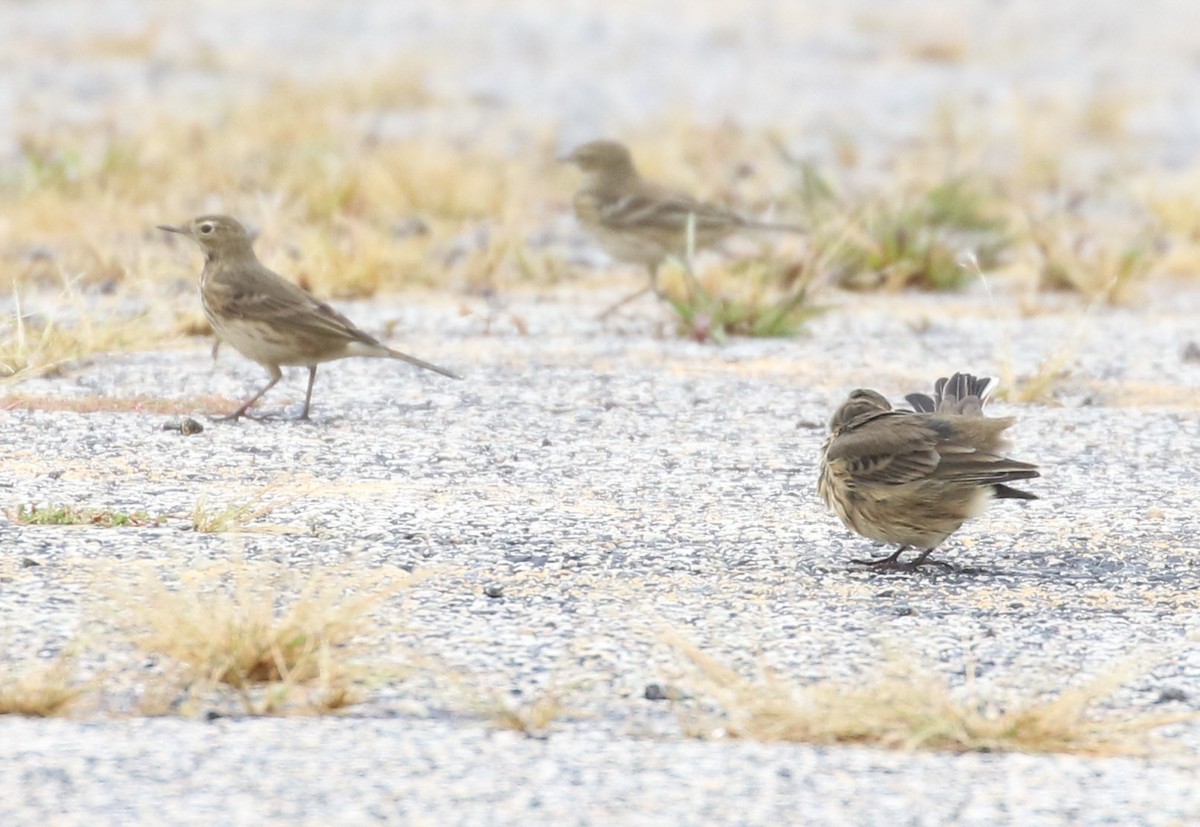 American Pipit - ML609073016