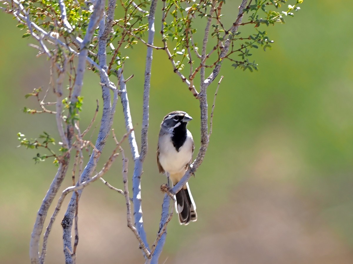 Black-throated Sparrow - EDWARD PAXTON