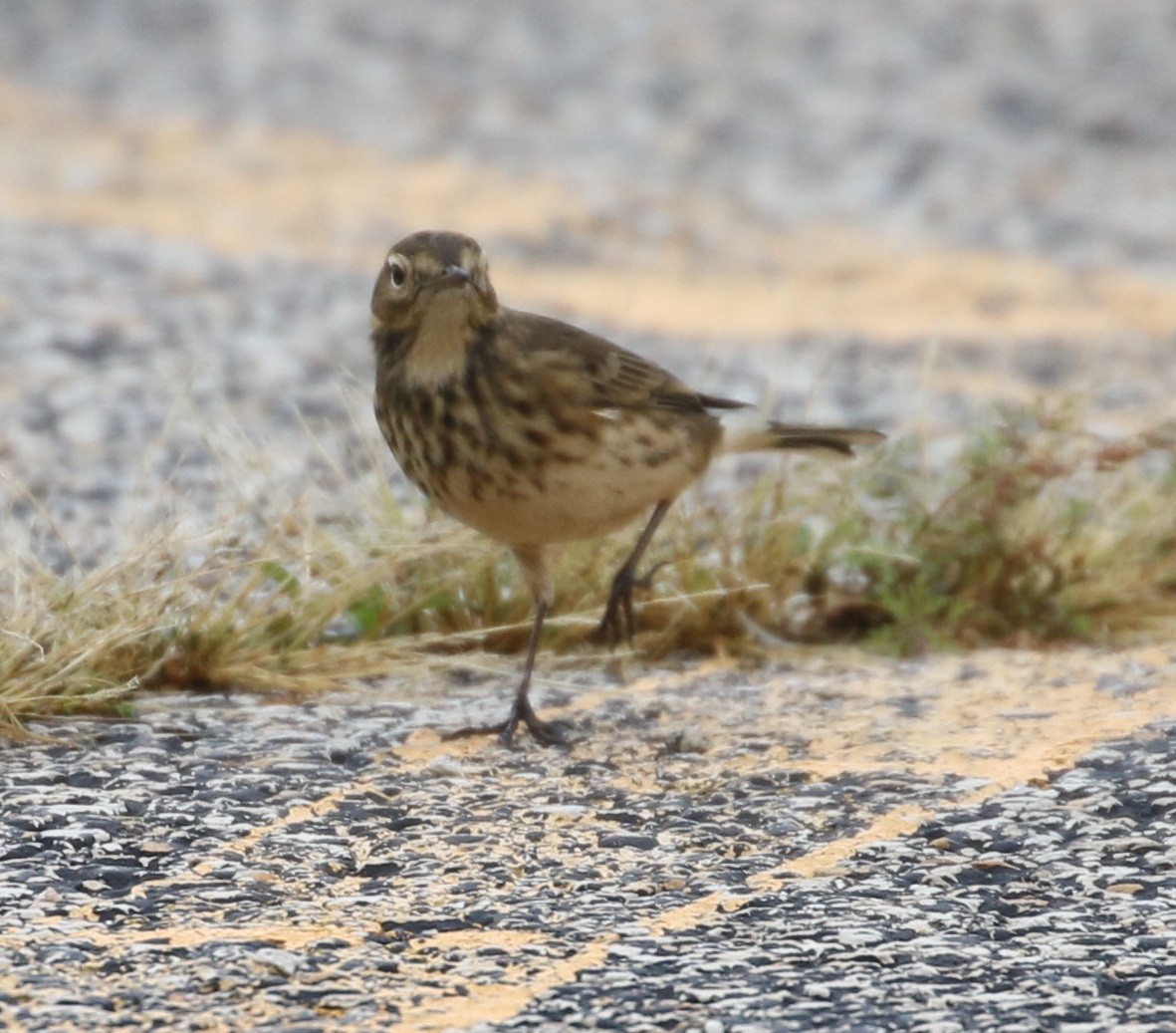 American Pipit - ML609073028