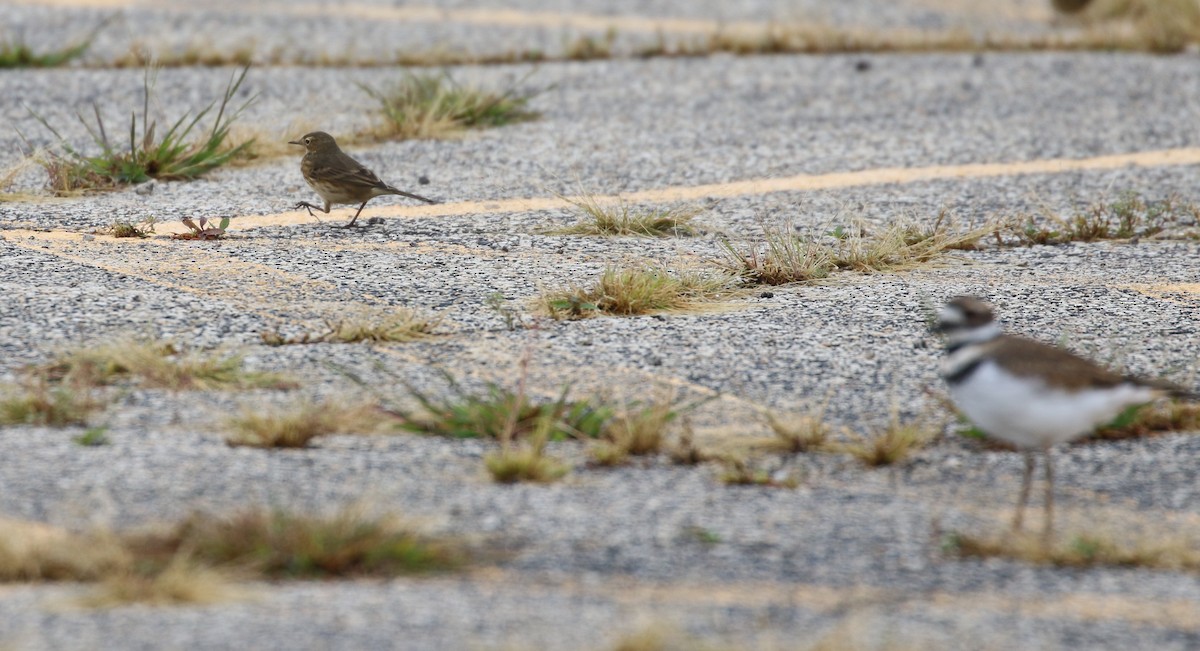 American Pipit - ML609073035