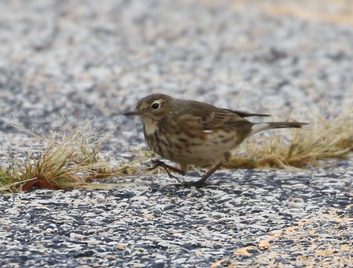 American Pipit - ML609073056