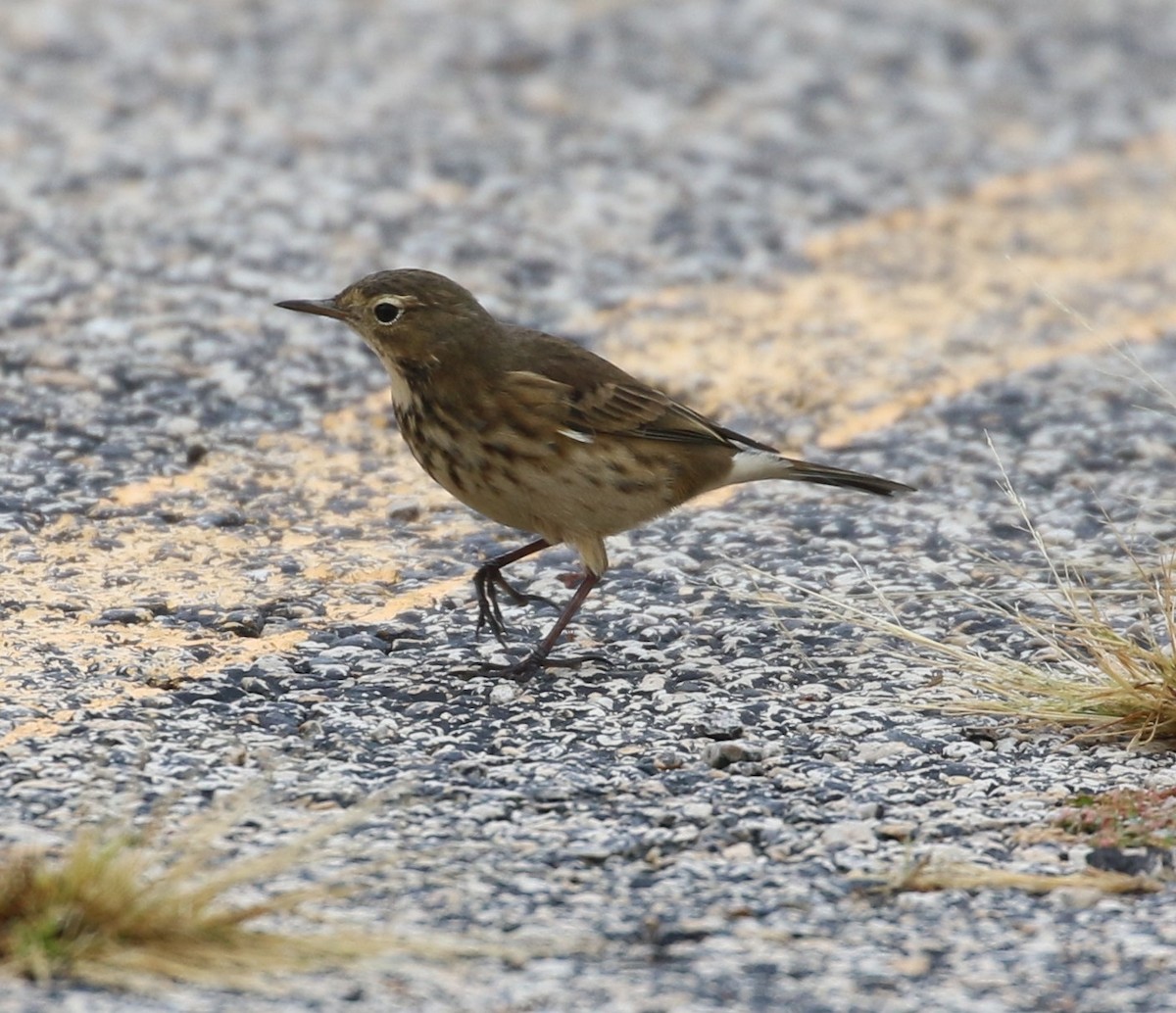 American Pipit - ML609073069