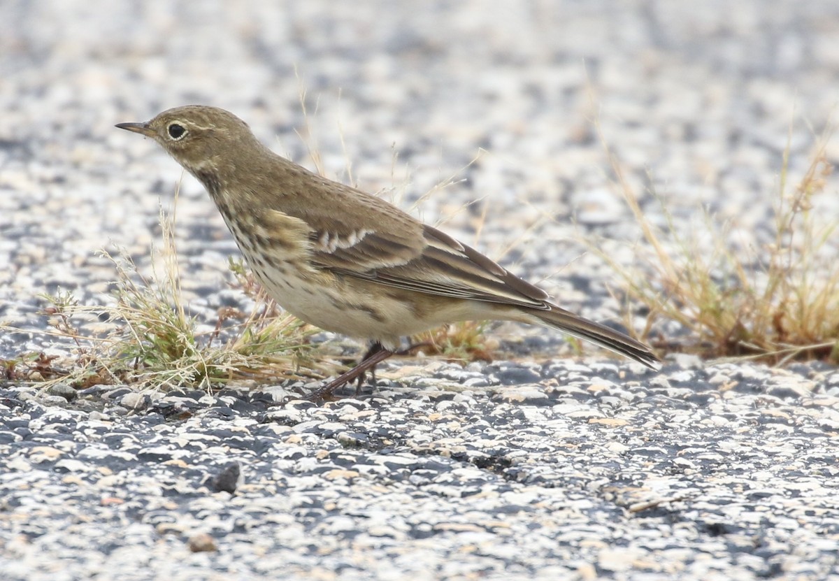 American Pipit - ML609073085