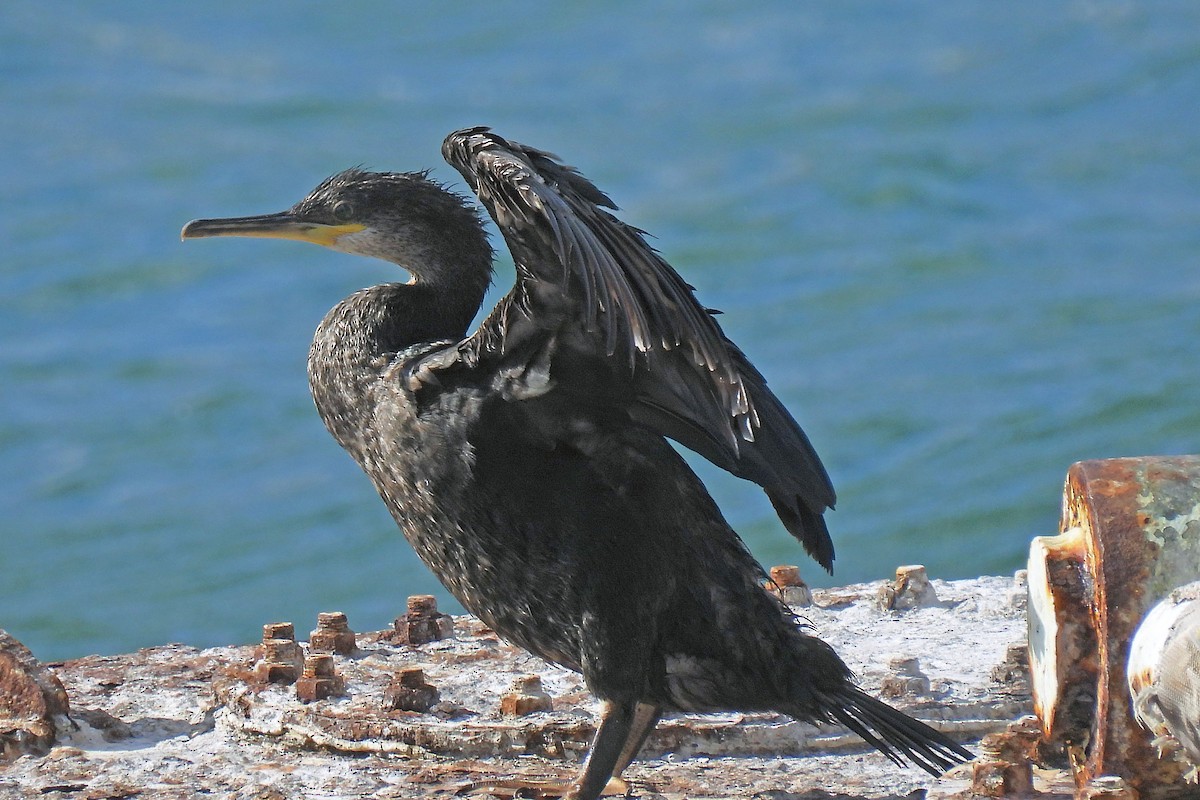 European Shag (Mediterranean) - ML609073138