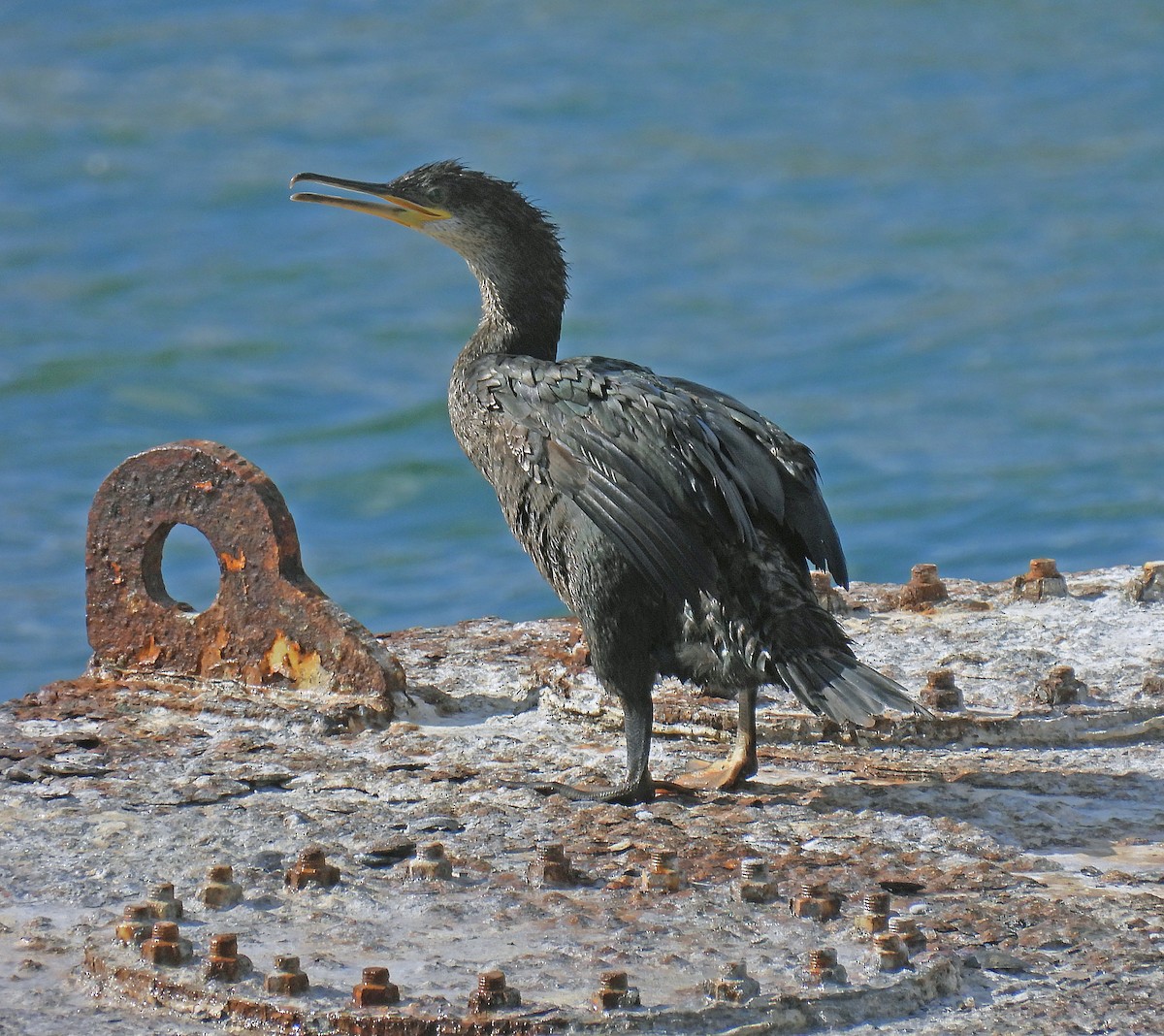 European Shag (Mediterranean) - Simon Hitchen