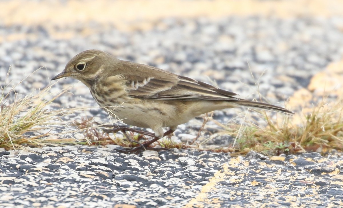 American Pipit - ML609073149