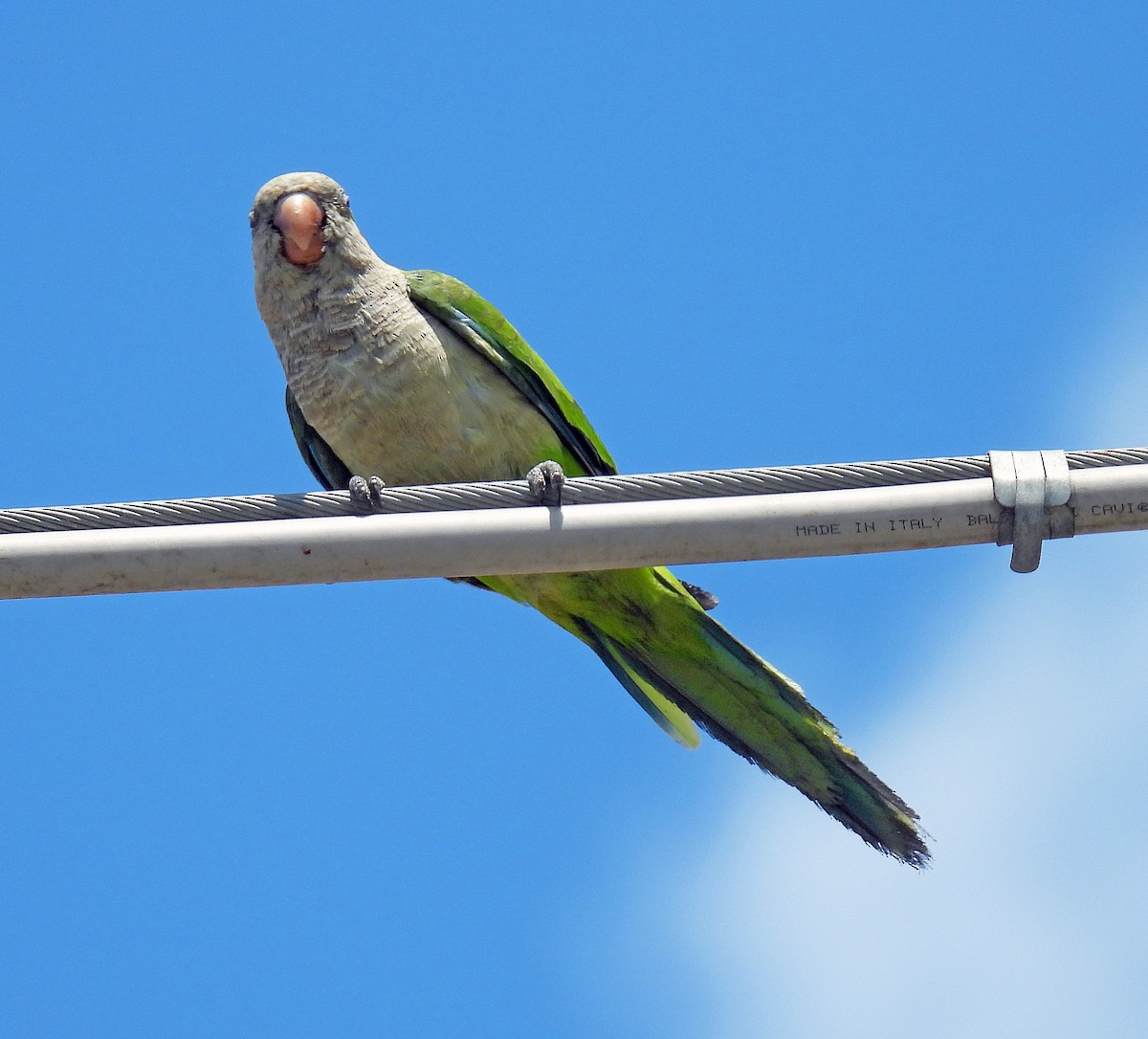 Monk Parakeet - ML609073152