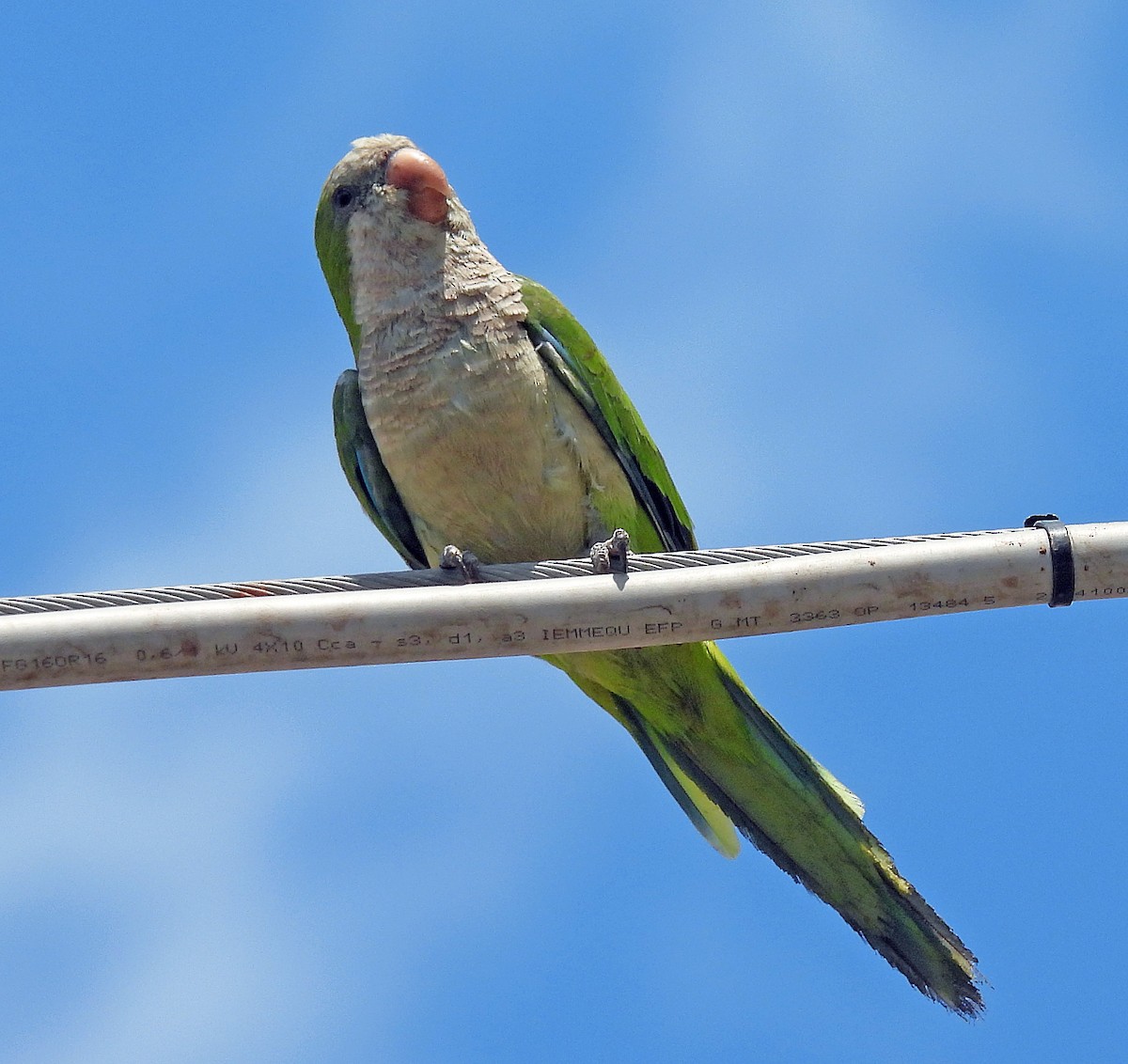 Monk Parakeet - ML609073153