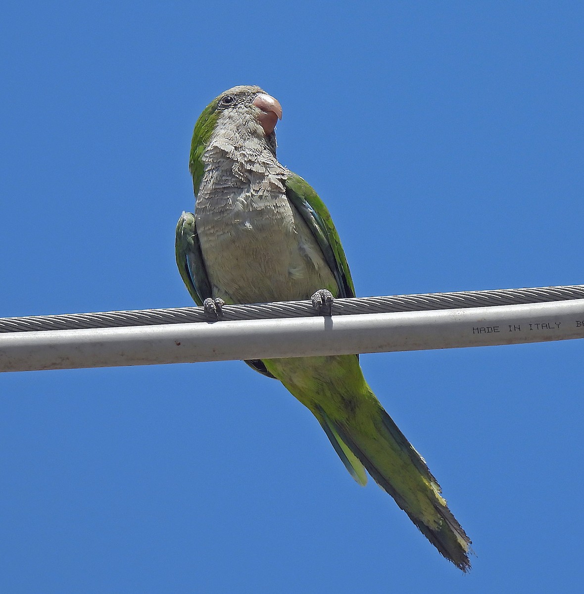 Monk Parakeet - ML609073154