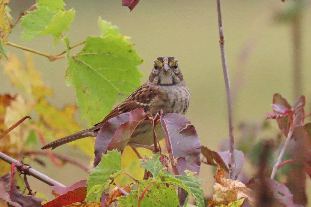 White-throated Sparrow - ML609073159