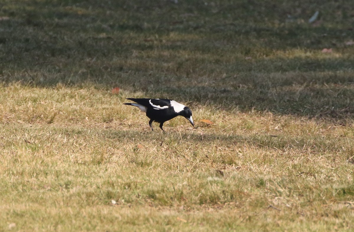 Australian Magpie - Mike "mlovest" Miller