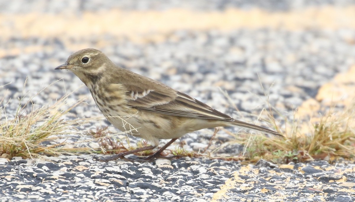 American Pipit - ML609073232