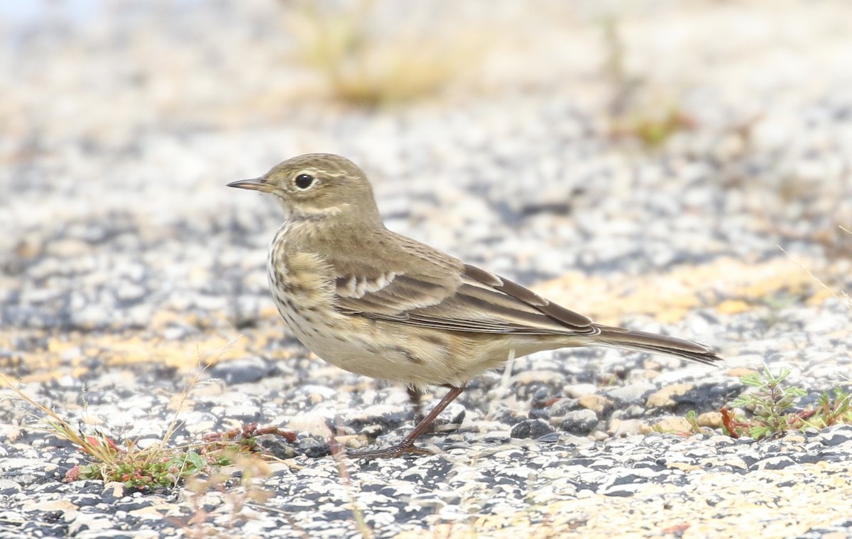 American Pipit - ML609073245