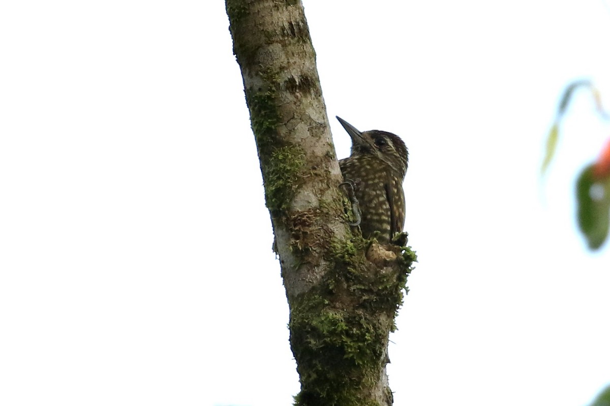 White-spotted Woodpecker - ML609073260