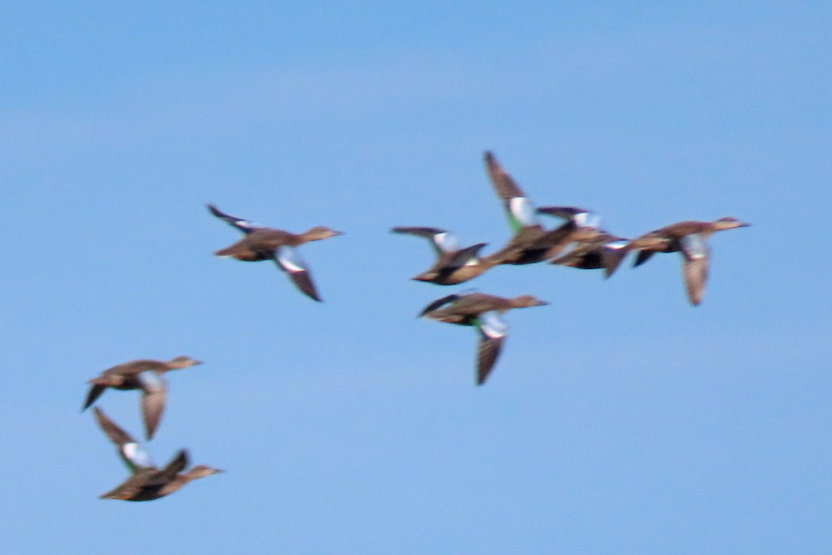 Blue-winged Teal - ML609073261