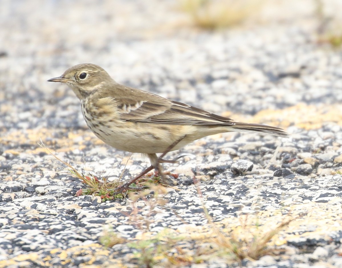 American Pipit - ML609073263