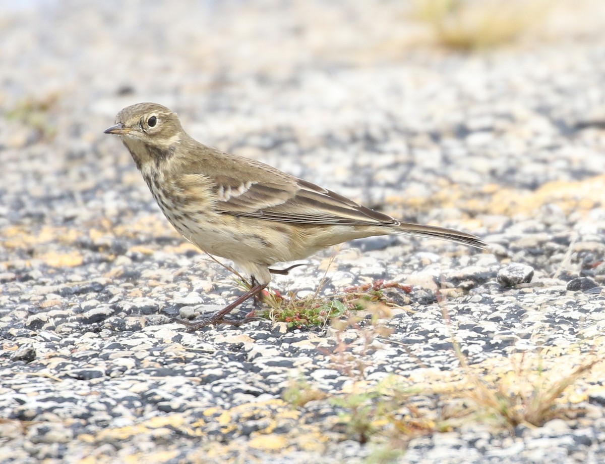 American Pipit - ML609073294