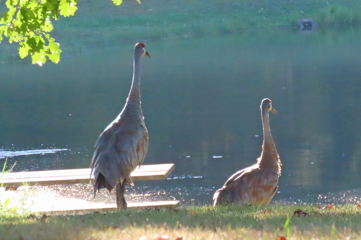 Sandhill Crane - ML609073325