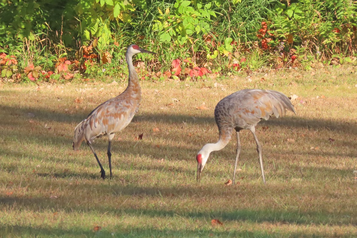 Sandhill Crane - ML609073326